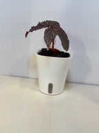 Begonia 'Benigo' - 3" Self-Watering Pot