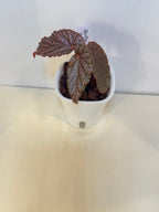 Begonia 'Benigo' - 3" Self-Watering Pot