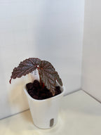 Begonia 'Benigo' - 3" Self-Watering Pot