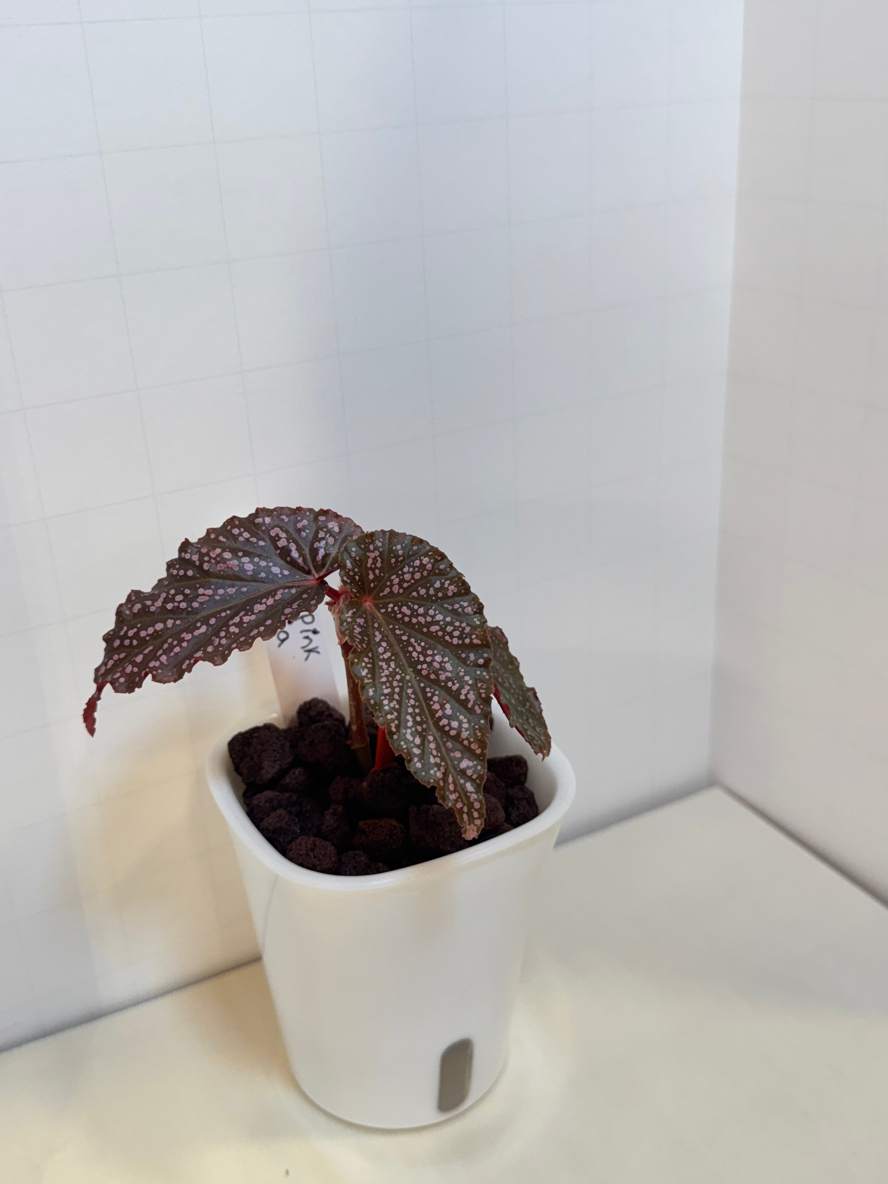 Begonia 'Benigo' - 3" Self-Watering Pot