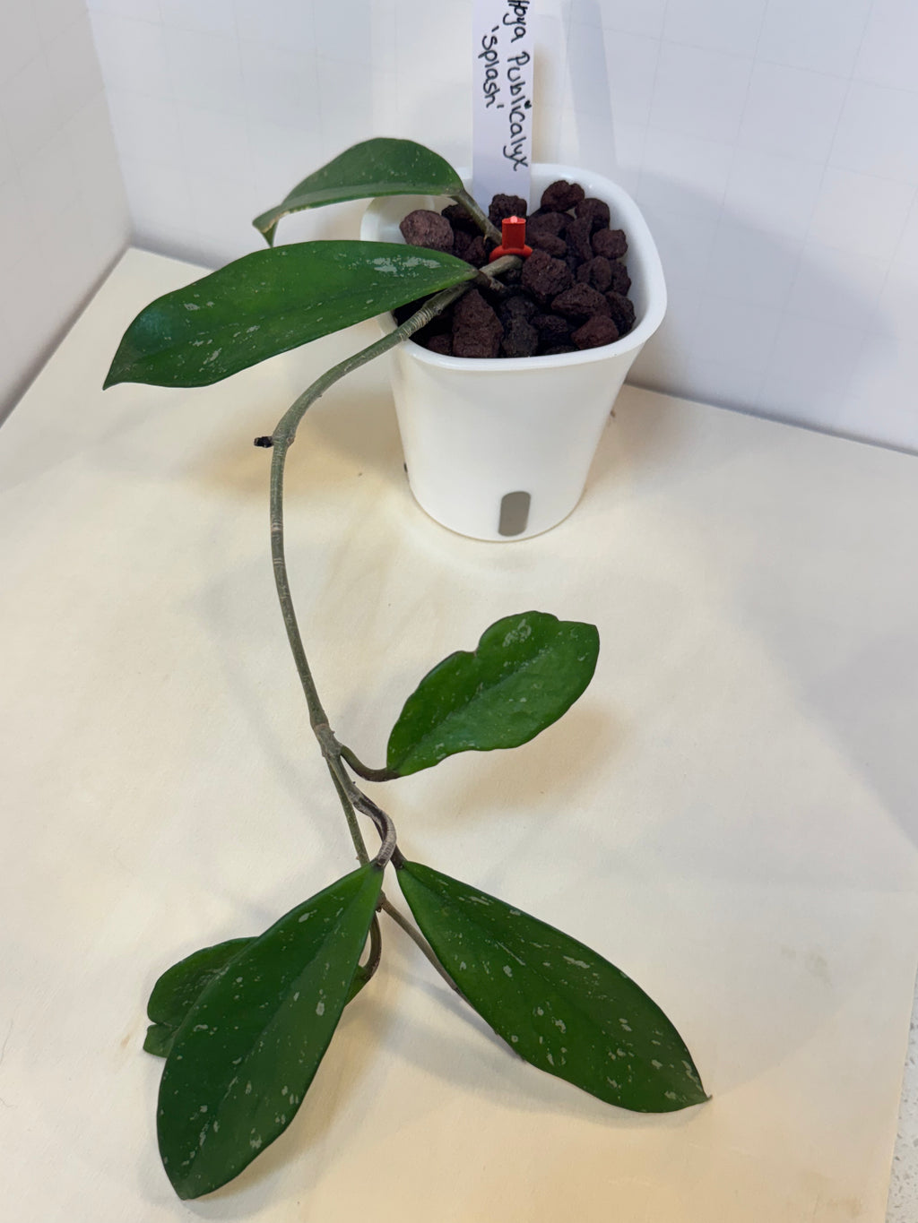Hoya Publicalyx 'Splash' - 3" Self-Watering Pot
