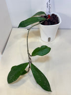 Hoya Publicalyx 'Splash' - 3" Self-Watering Pot