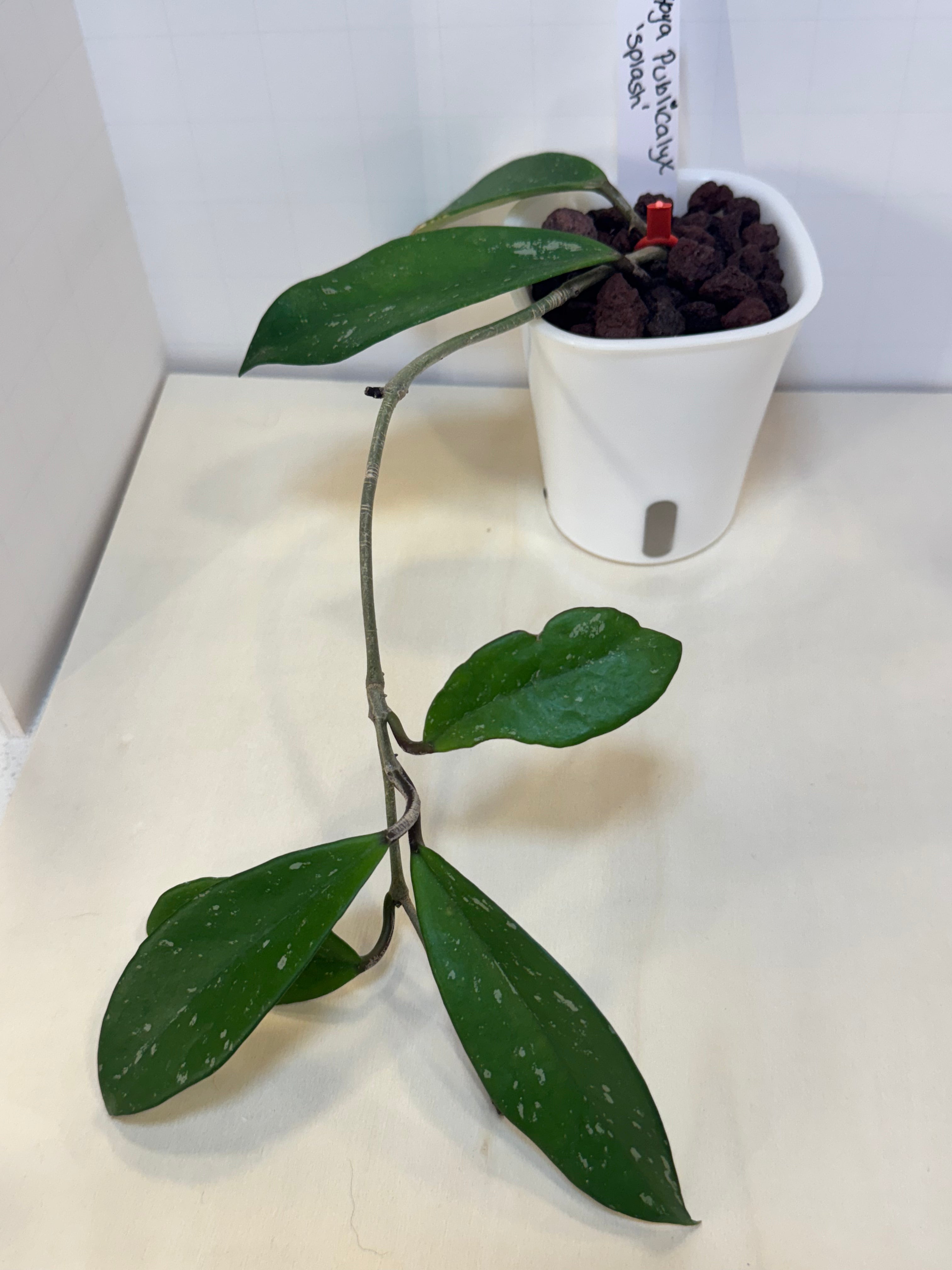 Hoya Publicalyx 'Splash' - 3" Self-Watering Pot