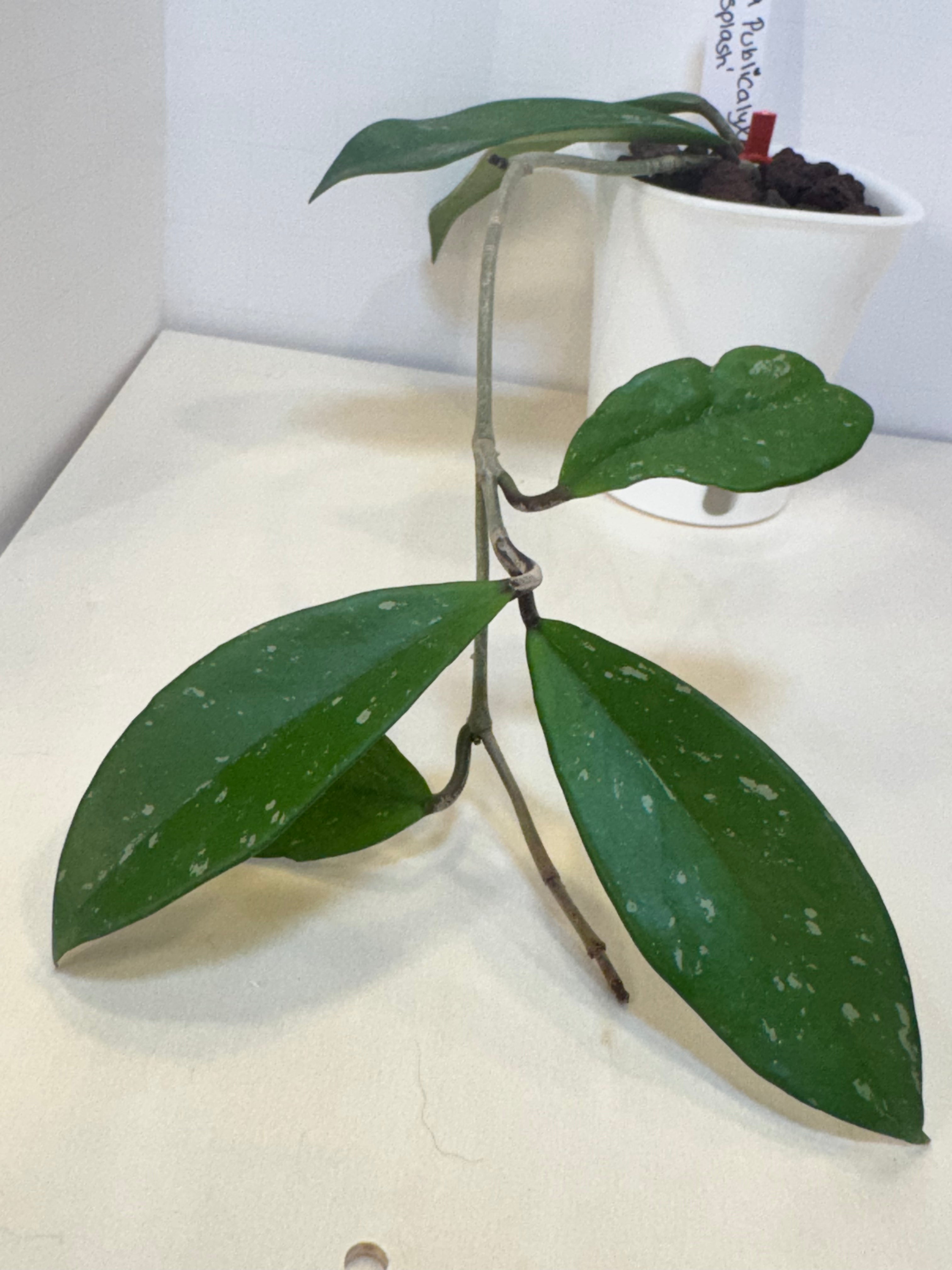 Hoya Publicalyx 'Splash' - 3" Self-Watering Pot