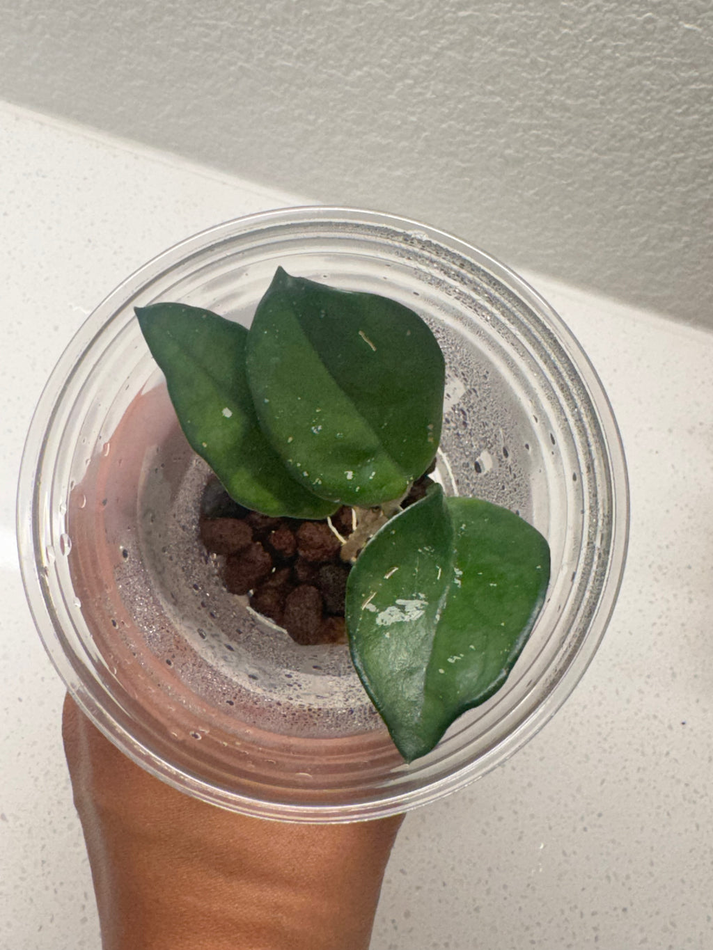 Hoya Carnosa Splash rooted cutting with silver speckled variegated leaves
