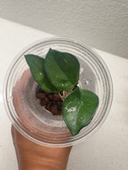 Hoya Carnosa Splash rooted cutting with silver speckled variegated leaves
