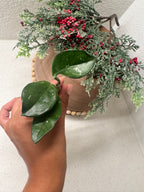 Close-up of Hoya Carnosa Splash silver variegation pattern on leaves
