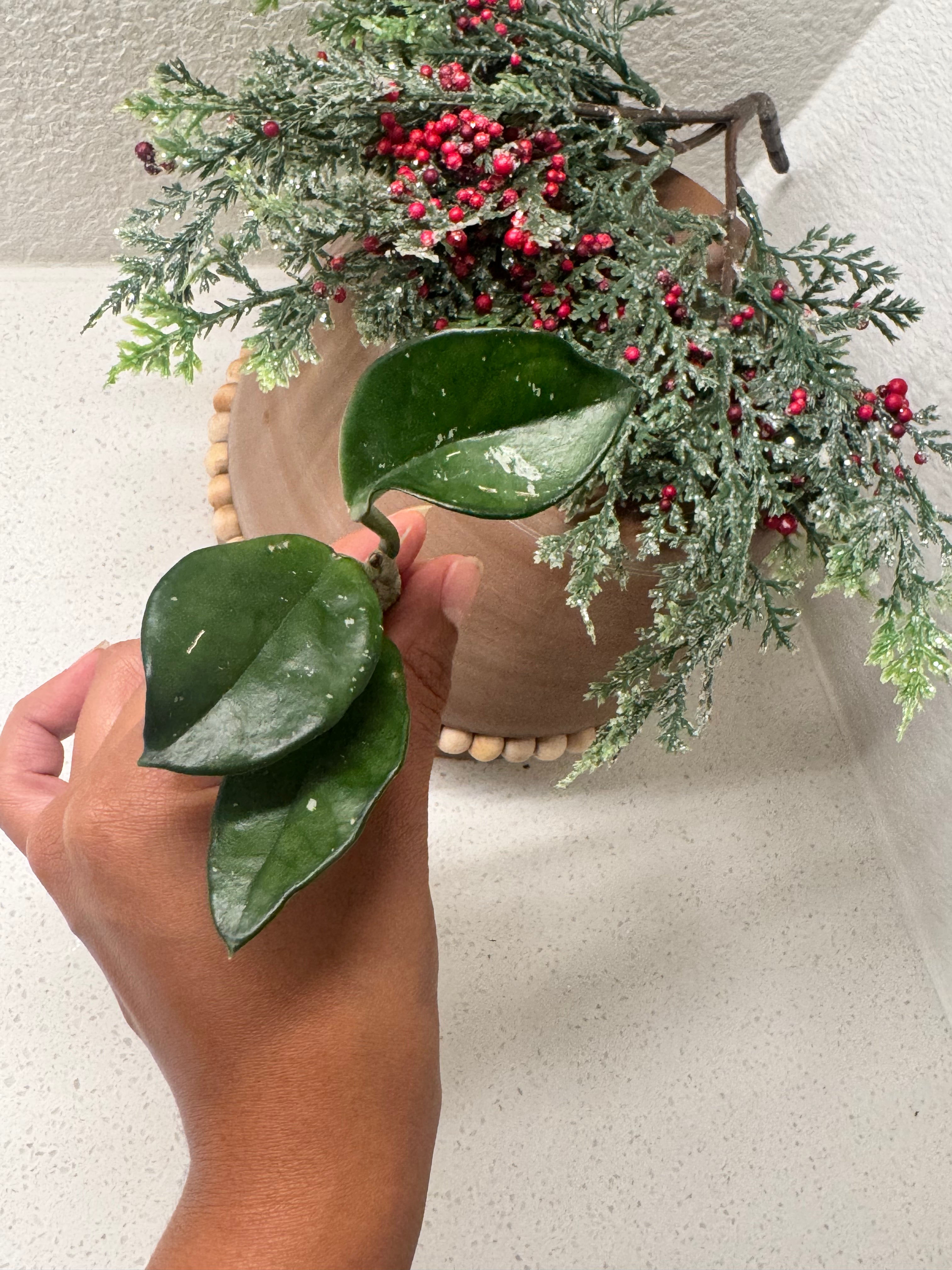 Close-up of Hoya Carnosa Splash silver variegation pattern on leaves
